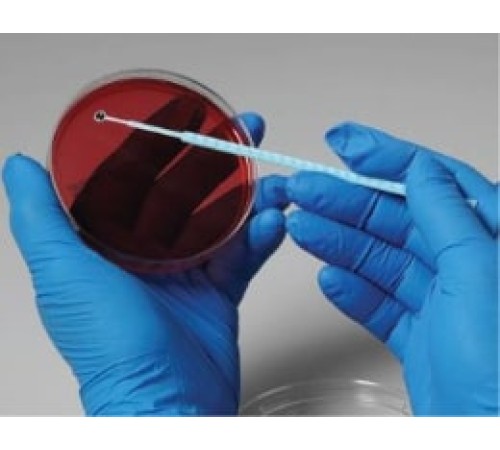 Candida krusei, штамм ATCC 14243, 5 петель, Thermo FS Candida krusei, штамм ATCC 14243, 5 петель, Thermo FS